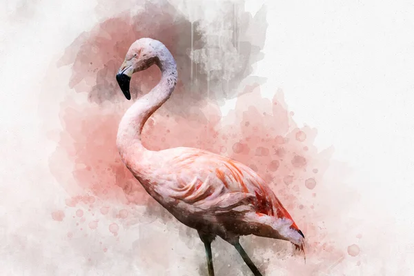 Portret Flamingo Watercolor Painting Red Flamingo Phoenicopterus Ruber Zoological Illustration — Stock Photo, Image