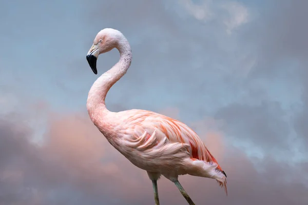 Flamingo Americano Flamenco Americano Phoenicopterus Ruber Una Gran Especie Flamenco — Foto de Stock