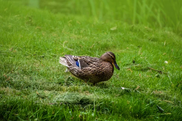 Close Beautiful Relaxing Female Duck Grass — Stock Photo, Image