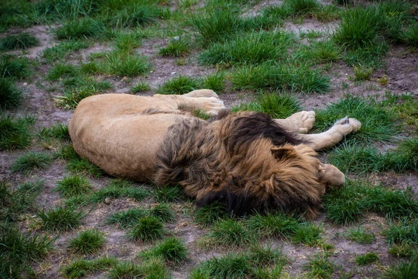 Lion Asiatique Panthera Leo Persica Une Espèce Gravement Menacée — Photo