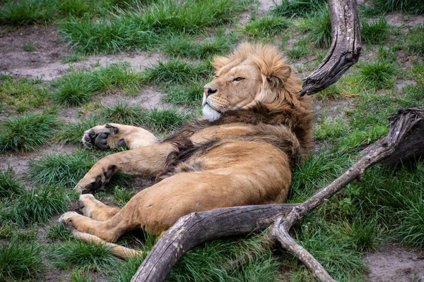 Lew Azjatycki Panthera Leo Persica Gatunek Krytycznie Zagrożony — Zdjęcie stockowe