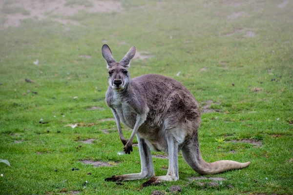 Portrait Kangourou Gris Ouest Macropus Fuliginosus — Photo