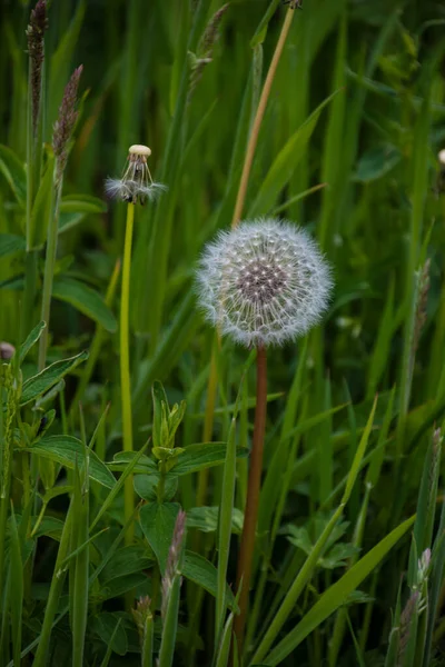 Dandelion on the meadow.Spring day. Overgrown with green grass meadow, among the grasses you can see numerous developed dandelions full of seeds ready to fly with the wind