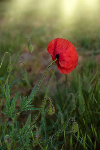 송이의 양귀비 Papaver 햇빛을 자연환경의 위에서 가까이 다가온다 초원의 — 스톡 사진