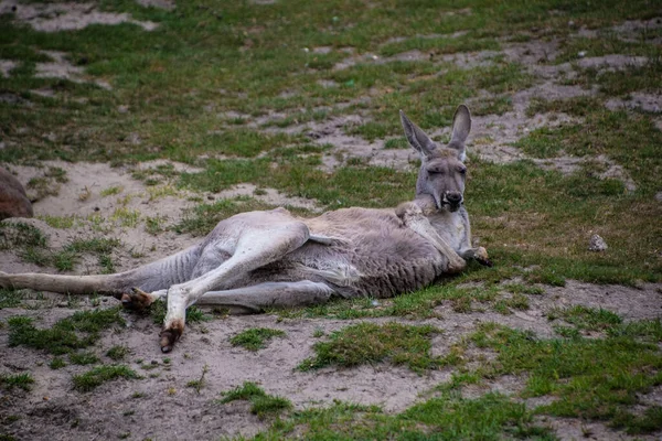 Kangourou Gris Relaxant Macropus Rufus Grand Tous Les Kangourous — Photo