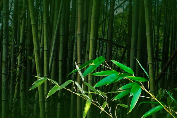 Bamboo Leaves Bamboo Forest Green Nature Background — стоковое фото