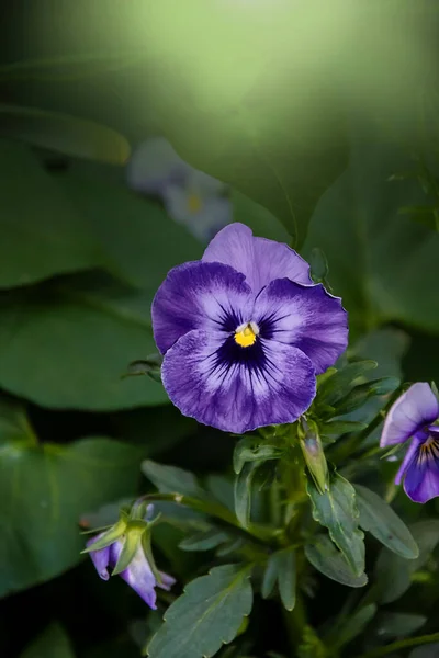 Pansy Flower Яркие Белые Фиолетовые Весенние Цвета Макроизображения Цветочных Лиц — стоковое фото