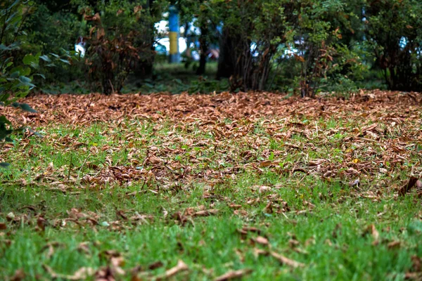 Gevallen gele bladeren in mooie herfst park. — Stockfoto