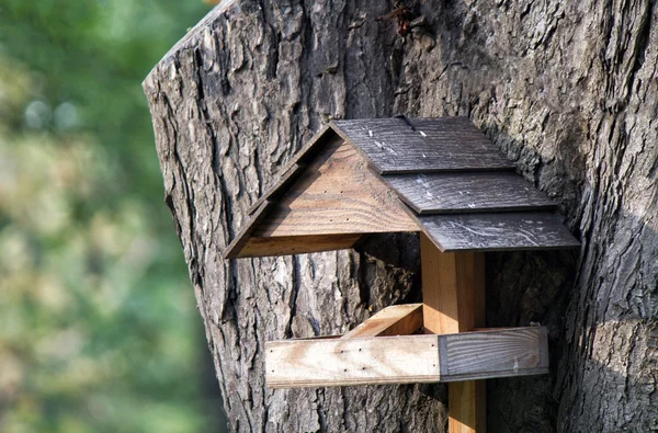 Ağaç üzerinde monte edilmiş kuş evini açtı — Stok fotoğraf