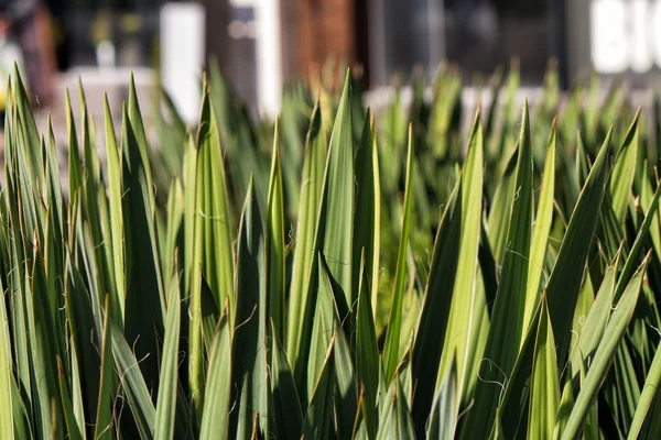 Hermosa planta verde — Foto de Stock