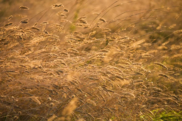 Вуха жовтого пшеничного поля — стокове фото