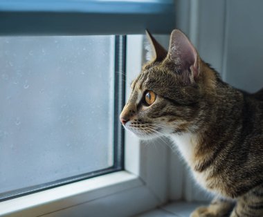 bir pencere üzerinde oturan ve yağmur izlerken kedi