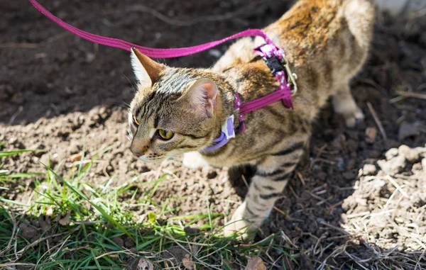 Kitten on a leash outdoor — Stock Photo, Image