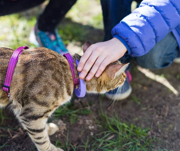 Kitten on a leash outdoor with kids — Stock Photo, Image