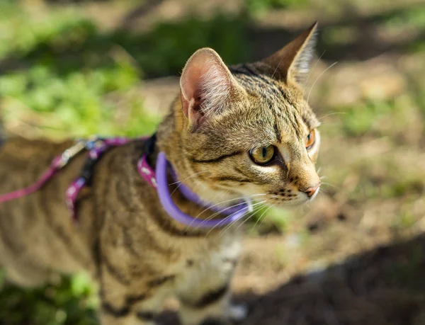 Kitten on a leash outdoor — Stock Photo, Image