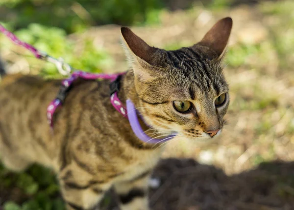 Kitten on a leash outdoor — Stock Photo, Image