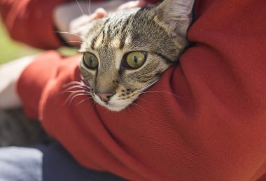 Strret evsiz kedi tutan adam