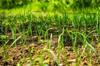 bahçede büyüyen yeşil soğan. Yeni bitkiler büyüme. Yeşil renk.