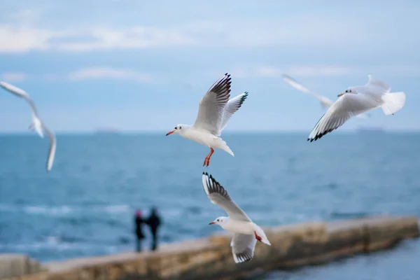 Gaviotas volando sobre el mar. Muelle en el fondo —  Fotos de Stock