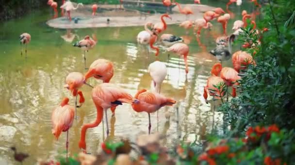 Groupe de flamants roses colorés dans l'étang 