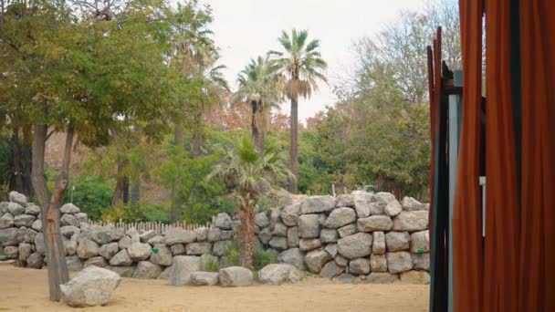 Zsiráfok csoportja él a városi állatkertben. 4k — Stock videók