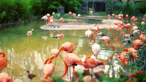 Groupe de flamants roses colorés dans l'étang 