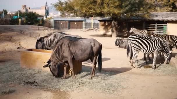 居住在狩猎动物园的斑马群 — 图库视频影像
