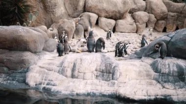 Hayvanat bahçesindeki büyük bir grup pinguen. 4k