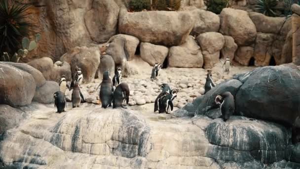 Large group of pinguins in the zoo. 4k — 비디오