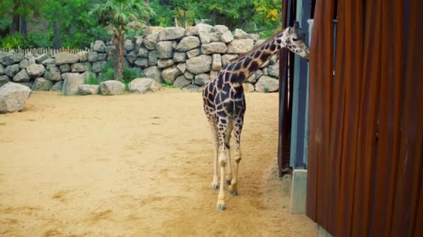 En grupp giraffer som bor i stadens zoo. 4k — Stockvideo