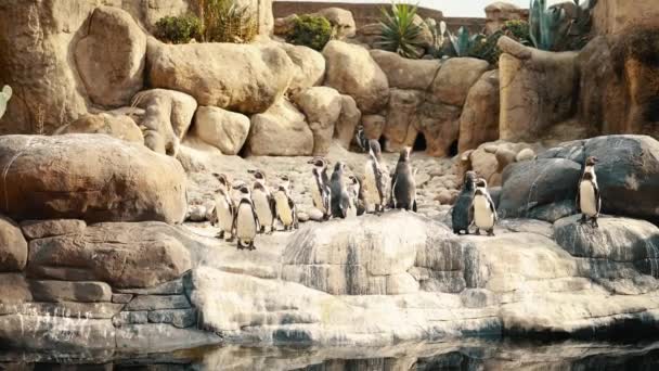 Большая группа пингвинов в зоопарке. 4k — стоковое видео