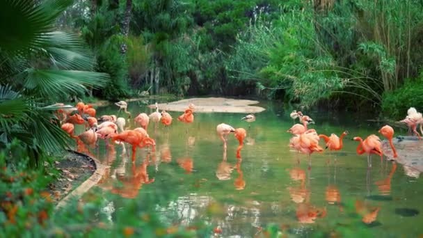 Groupe de flamants roses colorés dans l'étang 