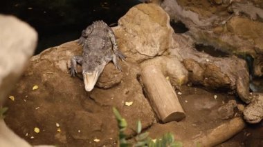 Crocodile or alligator with open mouth ready for hunting