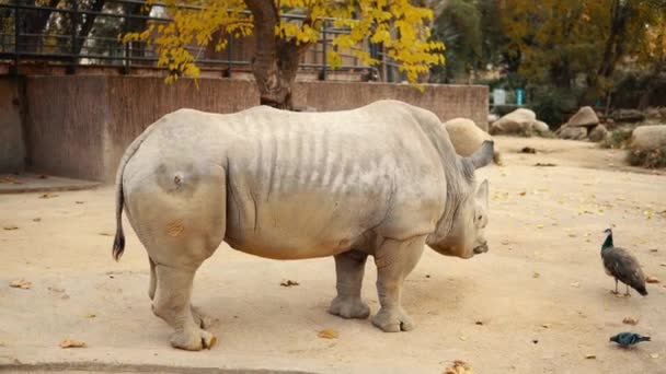 Duży dorosły nosorożec mieszkający w miejskim zoo. 4k — Wideo stockowe