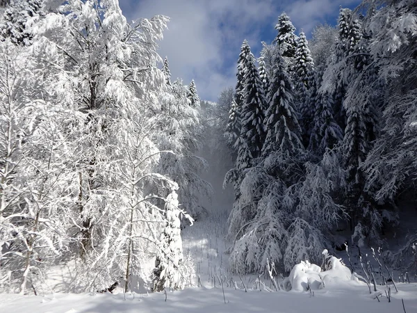 Karlı manzara, kar, — Stok fotoğraf