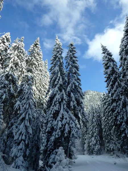Karlı manzara, kar, — Stok fotoğraf