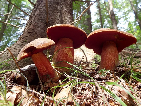 Boletus, svamp i skogen, — Stockfoto