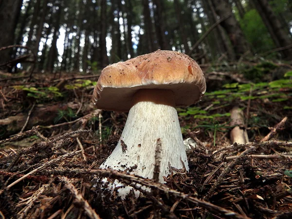 Bronskleurig, paddenstoelen in het bos, — Stockfoto