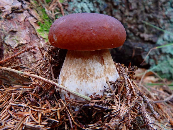 Boletus, svamp i skogen, — Stockfoto