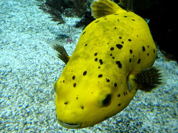 yellow puffer fish