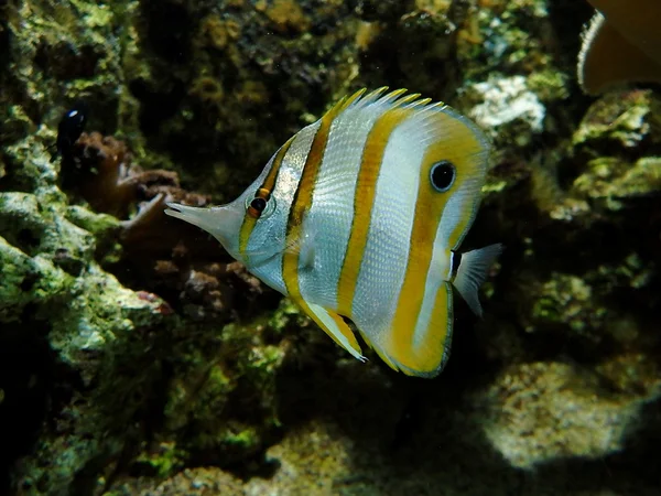 Butterfly Fish, Fish — Stock Photo, Image