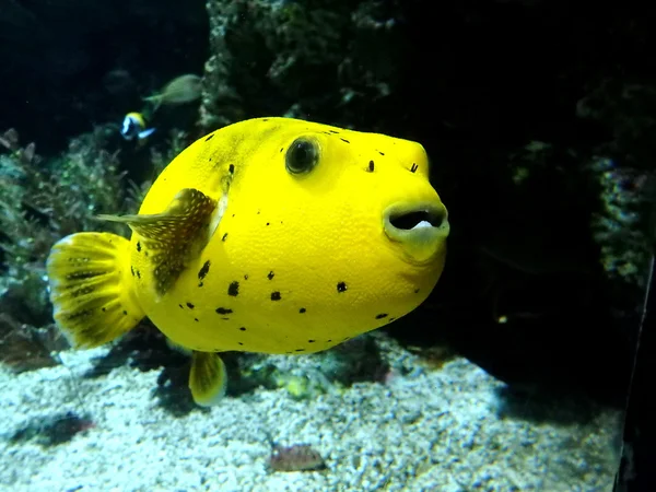 Poisson-globe jaune — Photo