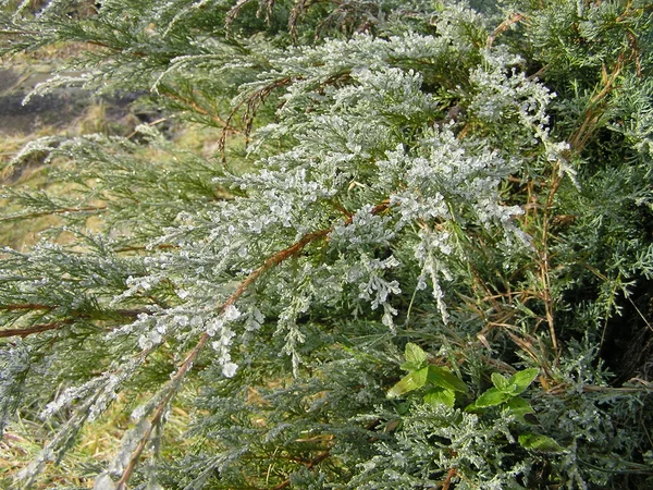 Frozen juniper, background, — Stock Photo, Image