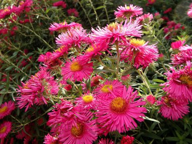 Kırmızı çiçek, pembe çiçekler