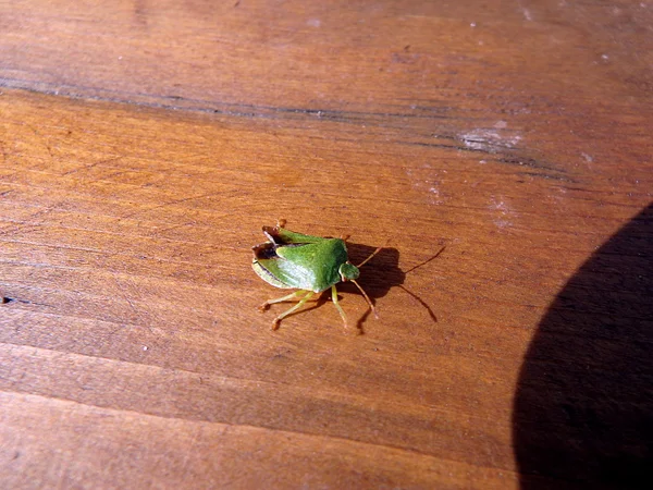Зеленый жук, (Acanthosoma haemorrhoidale ) — стоковое фото