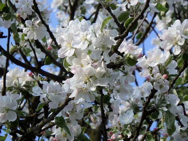 White apple blossom in spring, apple blossom, — Stock Photo, Image