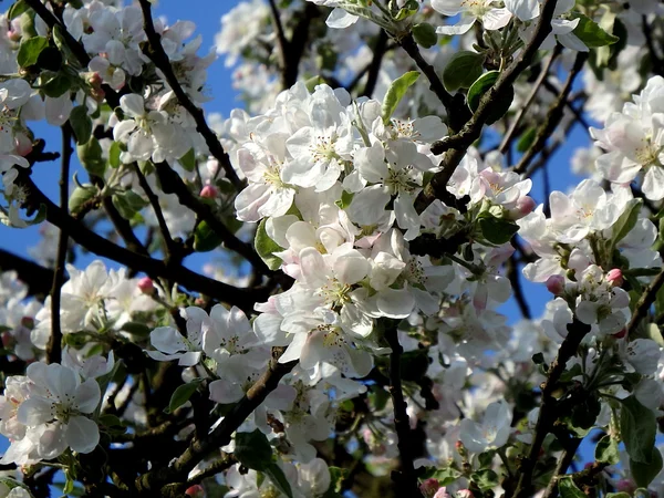 White apple blossom in spring, apple blossom, — Stock Photo, Image
