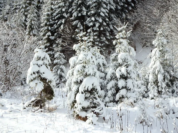 Karlı çam, Ladin ve yeni kar, — Stok fotoğraf