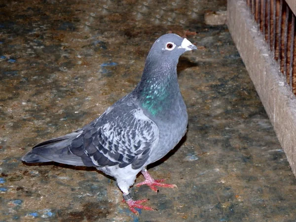 Pigeon, pigeon voyageur, pigeon voyageur , — Photo