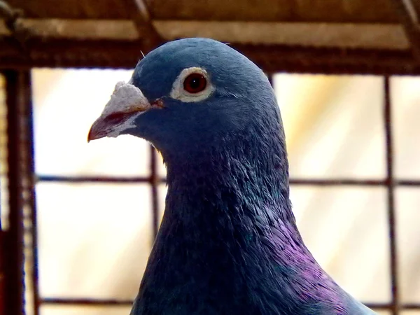 ピジョン、伝書鳩、伝書鳩, — ストック写真